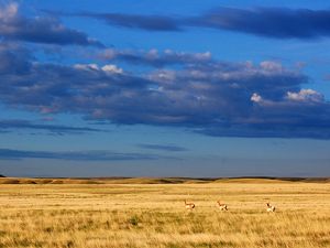 Pronghorn on Montana’s Northern Great Plains.