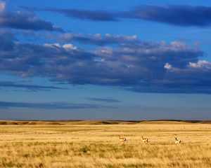 Pronghorn on Montana’s Northern Great Plains.