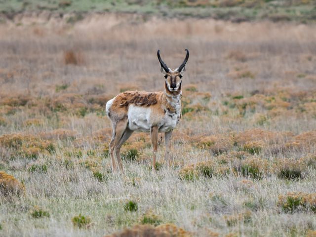 A pronghorn standing in a grass field looking at the camera.