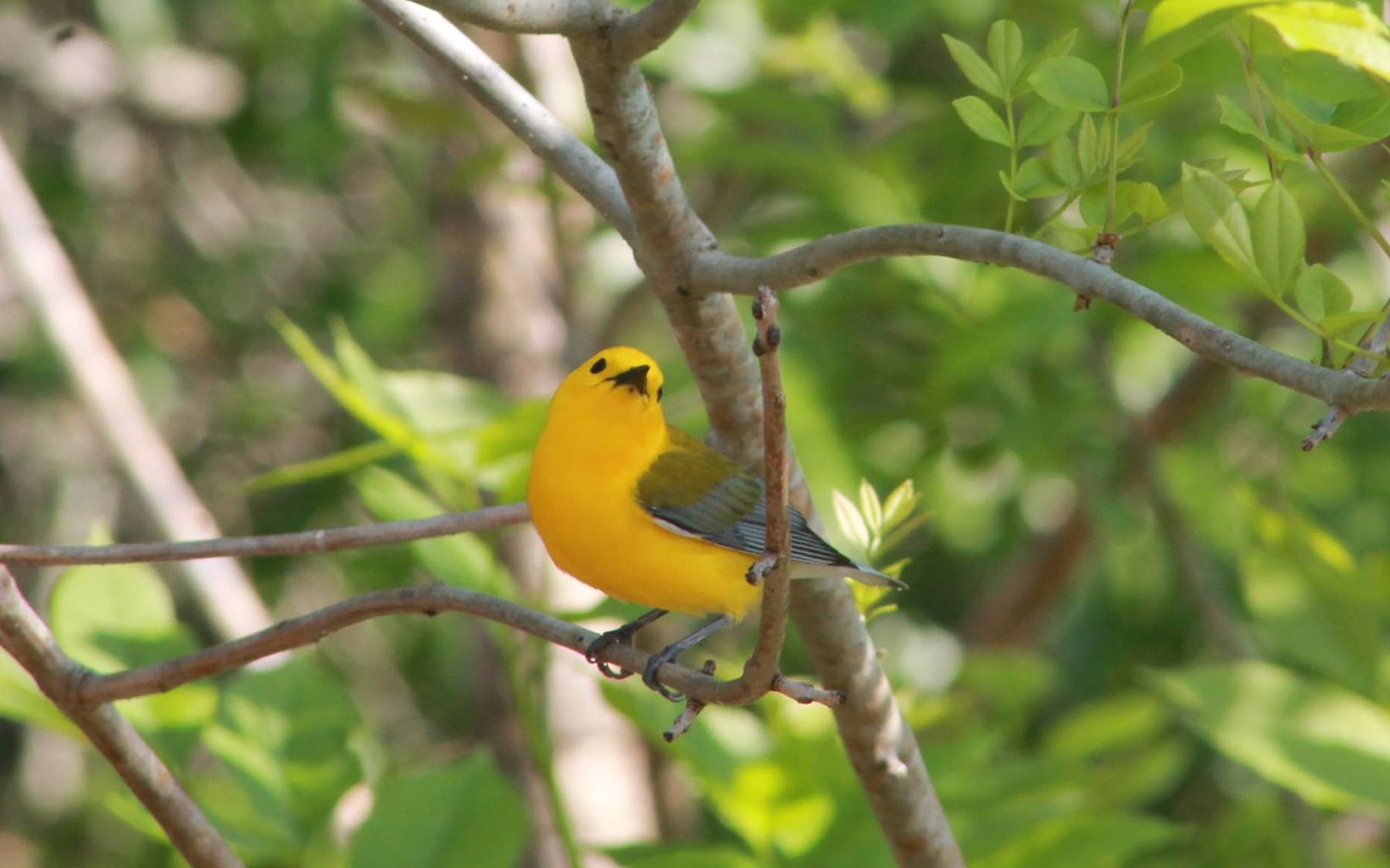 A small yellow songbird with black wings perches on a tree branch.