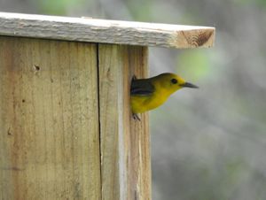 A yellow bird emerges from a wooden birdhouse.