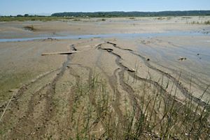 Narrow channels of water stretch across a muddy area at low tide.