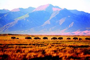 A herd of bison roam on a plain with mountains in the background.
