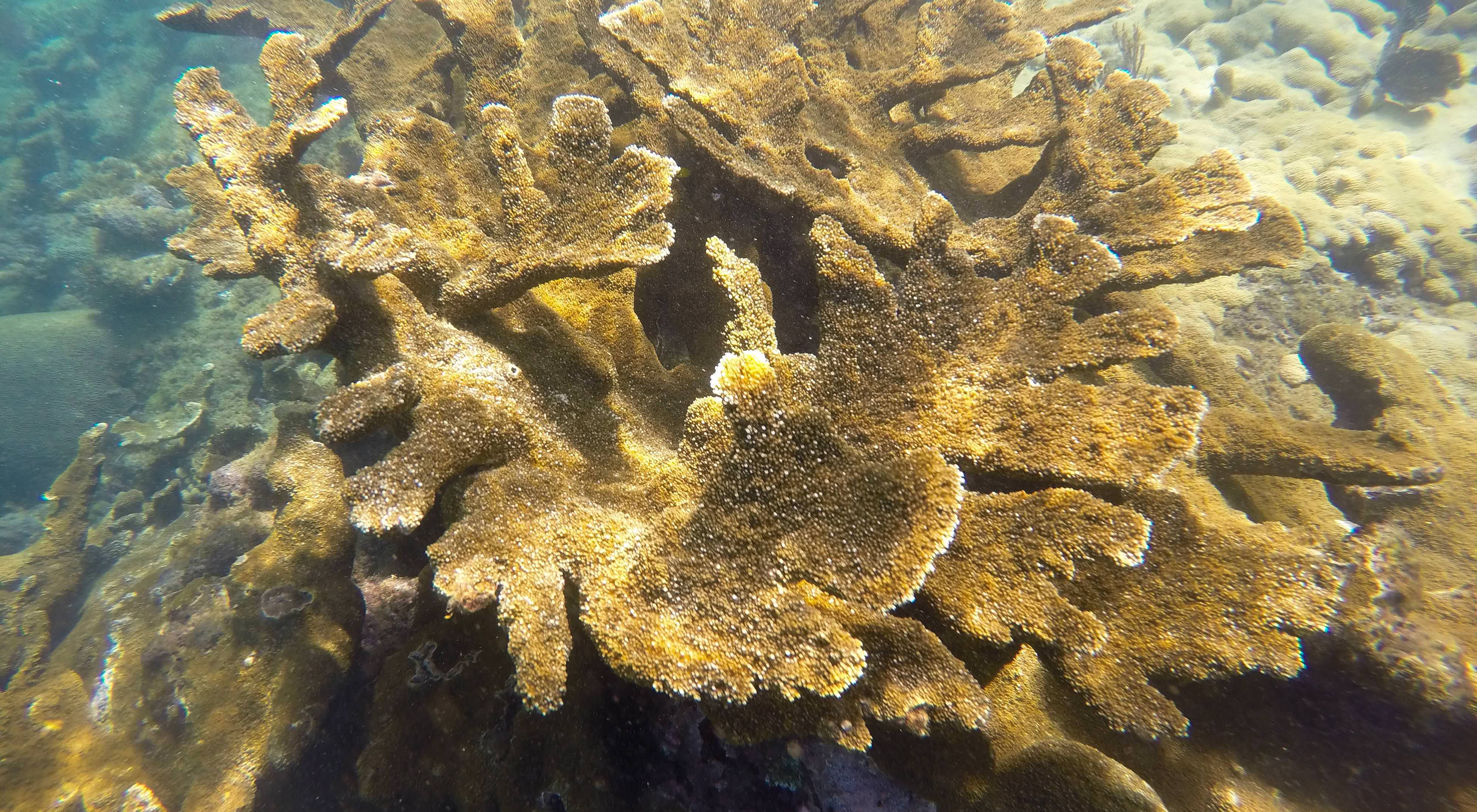 Corales cuerno de alce crecen en aguas protegidas.