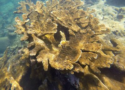 coral reef