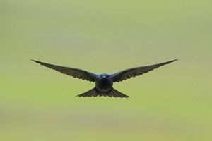 A dark adult mal purple martin is flying towards the camera. 