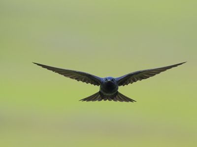 A bird spreads its wings while flying through the air.