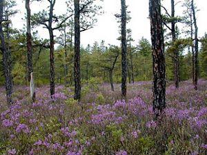 Purple wildflowers in a forest.