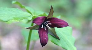 A purple trillium flower with a blurred green background.