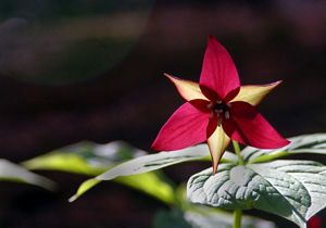 A purple flower on a dark background.