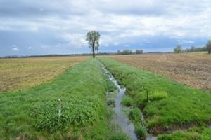 Grassed buffer strip along side ag fields.