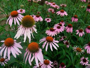 Field of purple coneflowers.