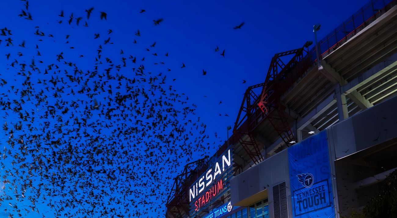 An evening sky creates a backdrop for a swarm of birds flying near a large stadium.