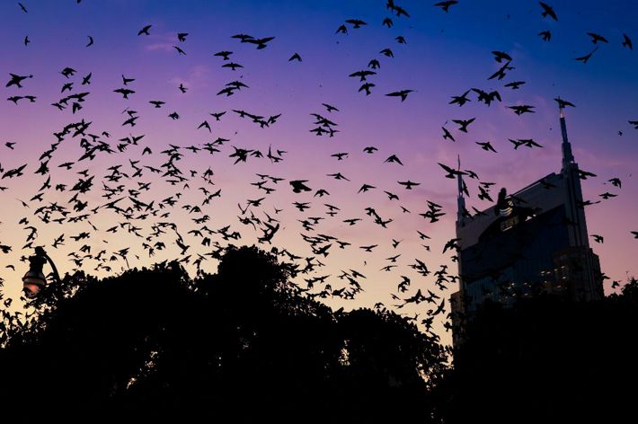 A swarm of dark colored birds fly in front of a building during a pink and purple sunset.