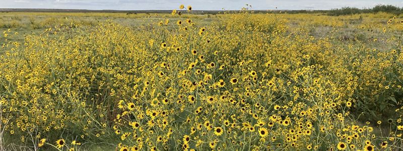 An expanse of green marsh filled with bright yellow flowers near coastal waters.