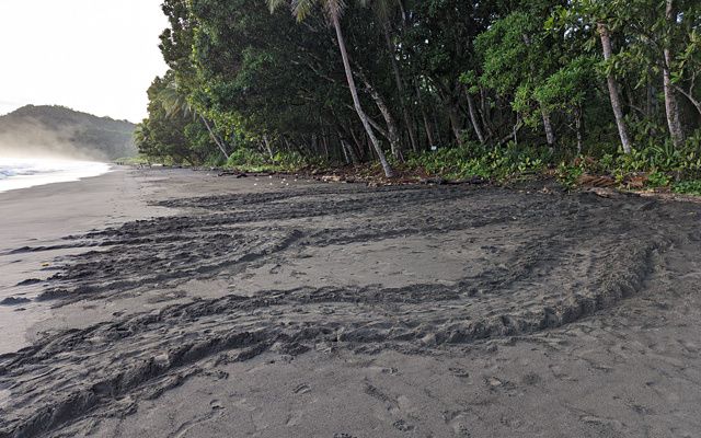 Turtle tracks