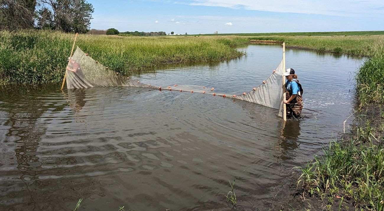 Scientists are sampling wildlife in a restored oxbow wetland with a sizeable sein net.
