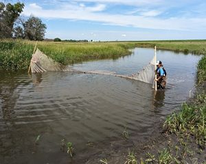 Scientists are sampling wildlife in a restored oxbow wetland with a sizeable sein net.