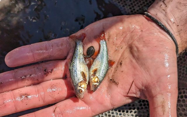 a hand with two small silver fish in it.