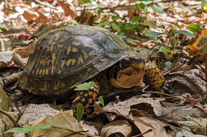 A turtle moves across leafy ground.