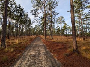 A view down a path in a longleaf forest.