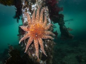 Bright orange and purple sunflower sea stars showing their thousands of tube feet.