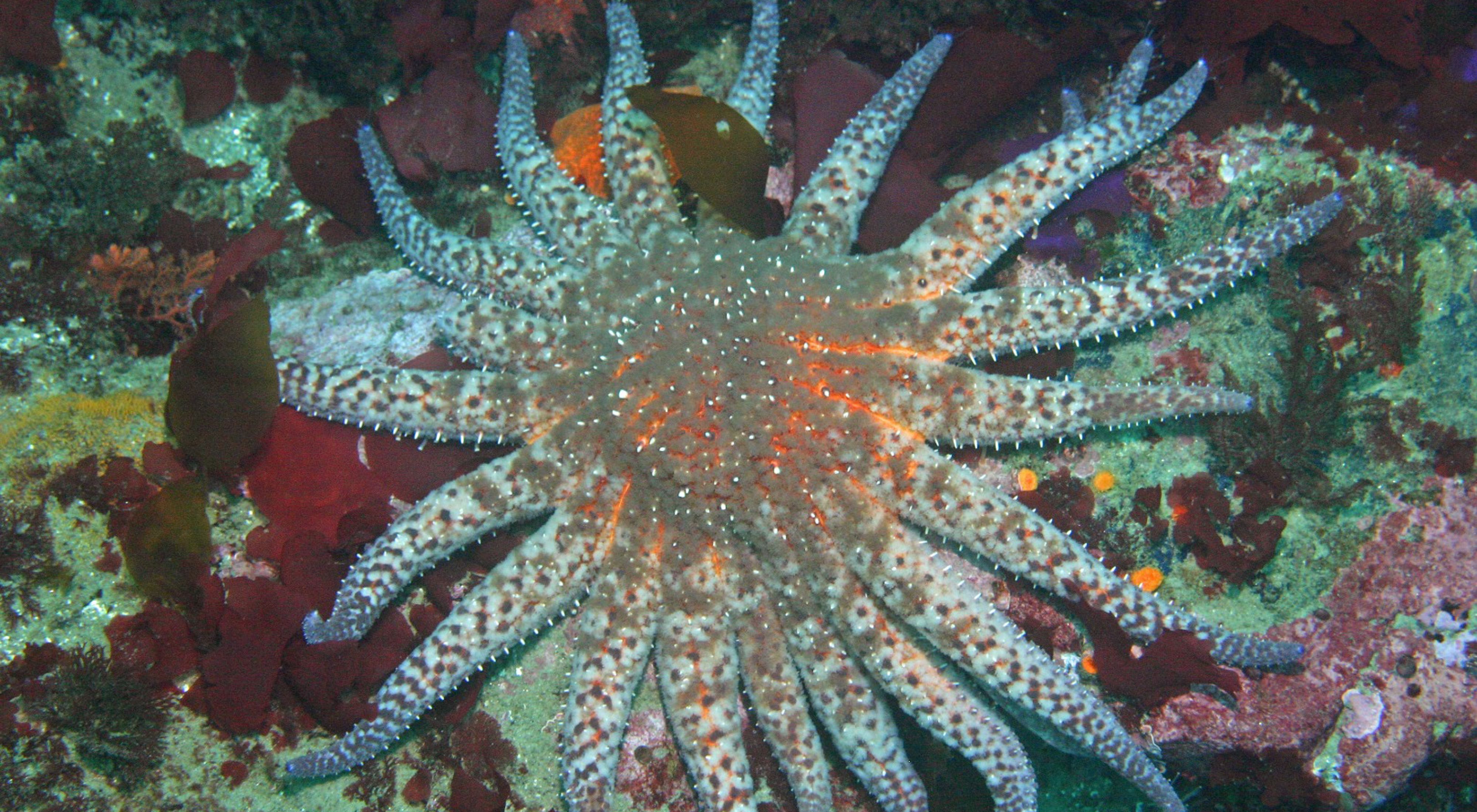 A sunflower star: a blue and brown mottled sea star with about twenty arms and short white spikes on its arms and body.