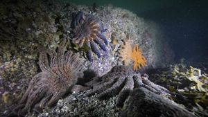 Sunflower sea stars on rocks underwater.