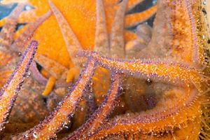 A bull kelp surrounded by giant kelp in Monterey, California.