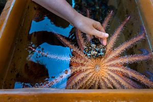 A hand reaches into a tank with a sunflower sea star.