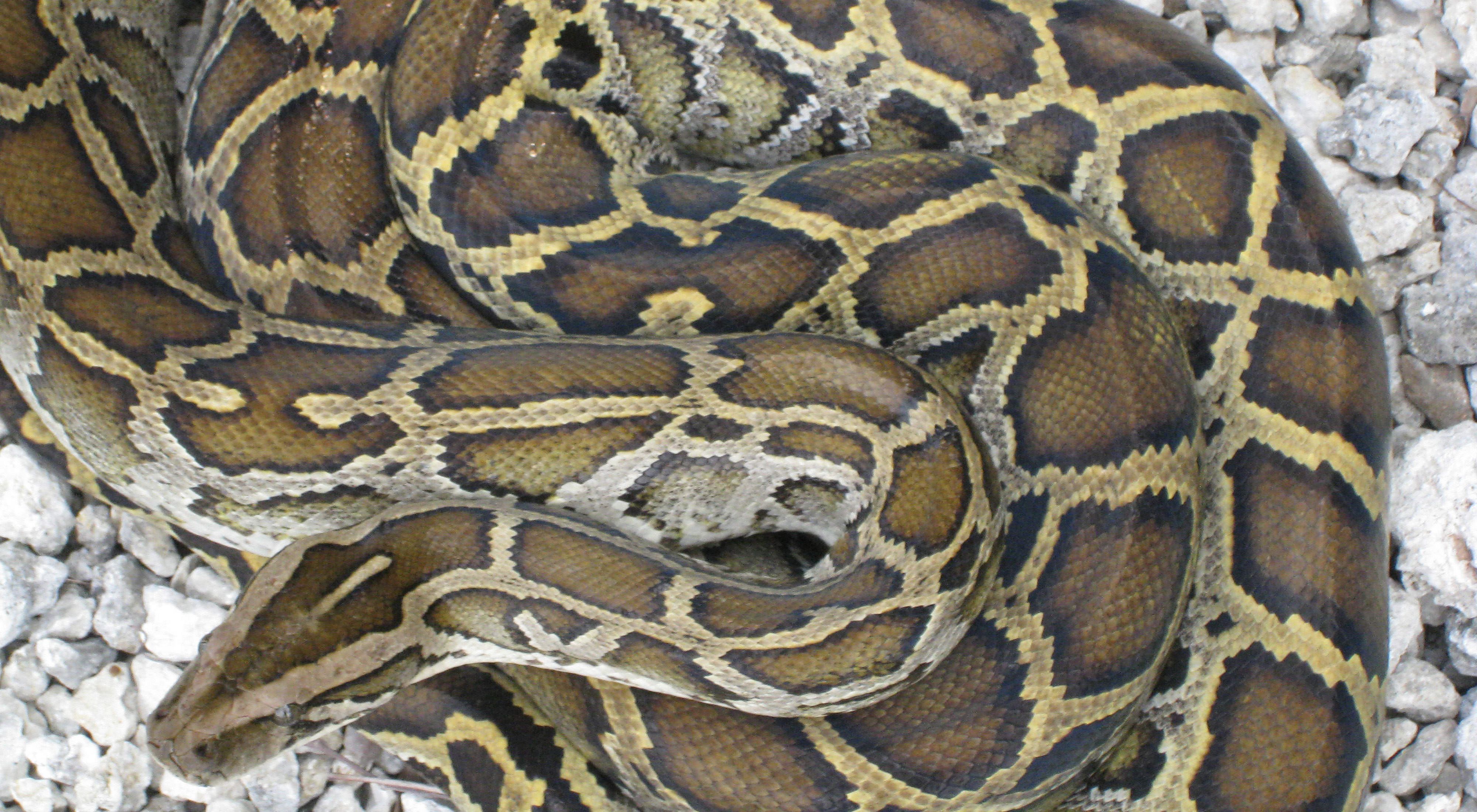 Python Facts  Live Science
