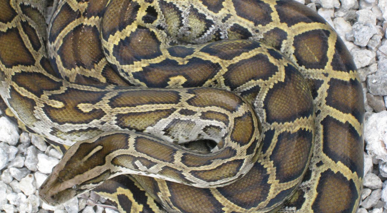 A close look at a coiled Burmese python snake showing dark brown and gold scales.