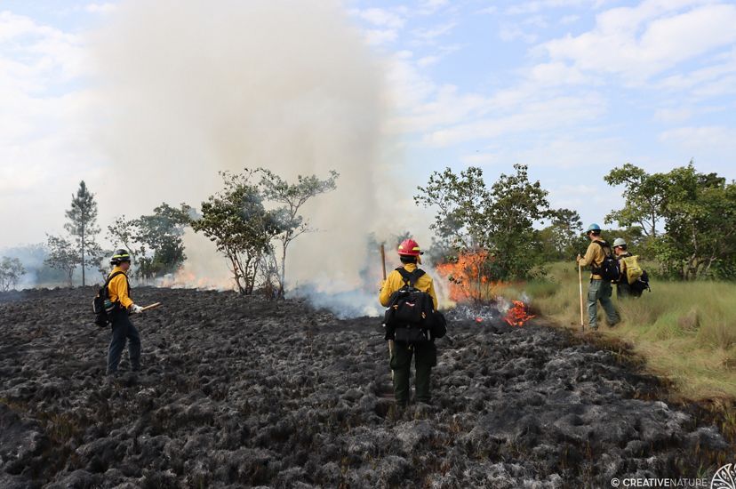 Several people in yellow fire gear stand in a burnt field with smoke in the distance. 