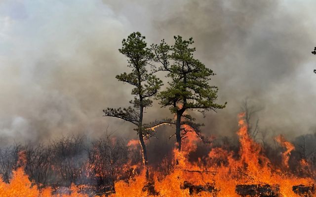 A fire burns on the forest floor around two pine trees, creating gray smoke.