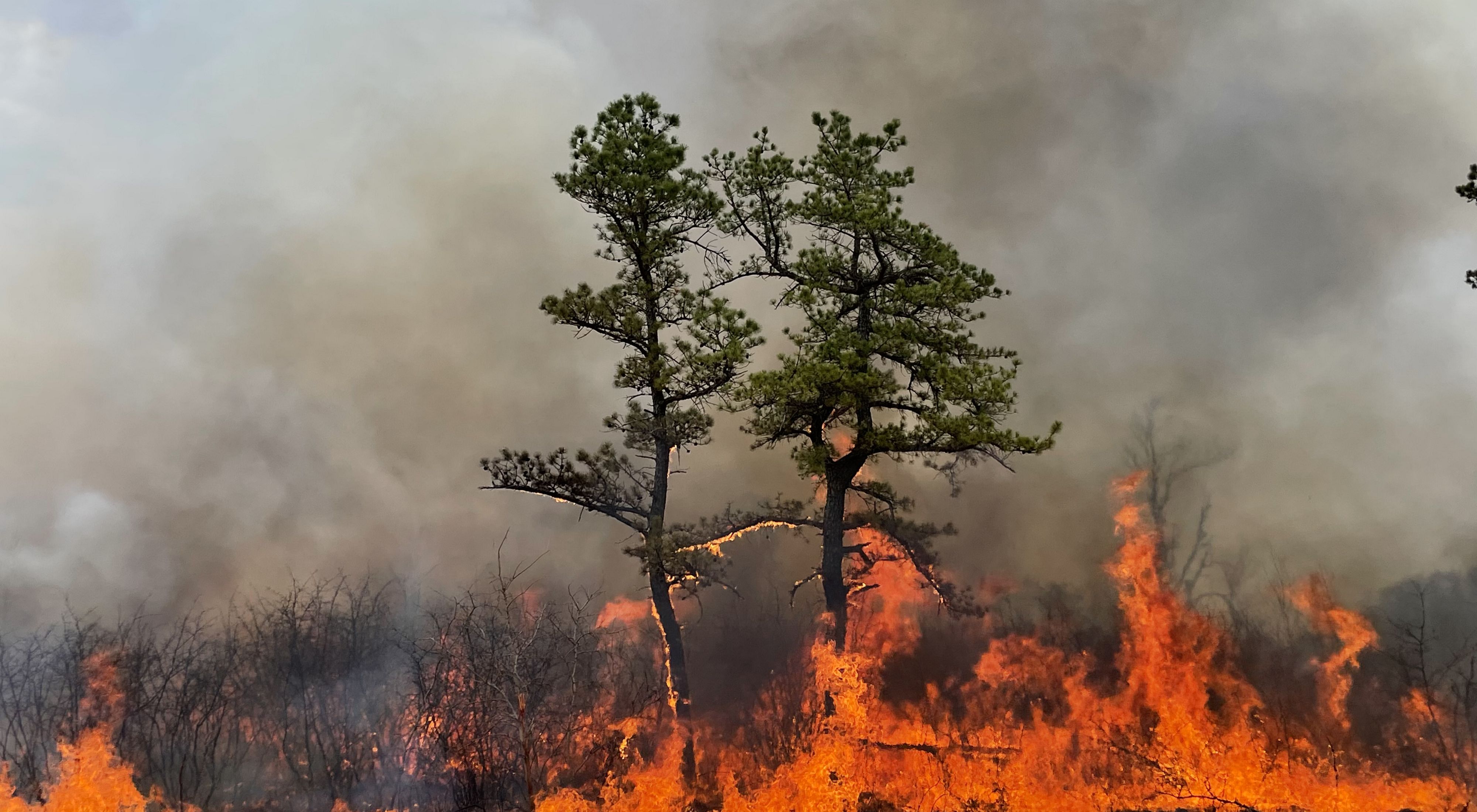 A fire burns over a field and up two pine trees as grey smoke fills the sky.