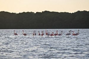 Flamencos en laguna mexicana.