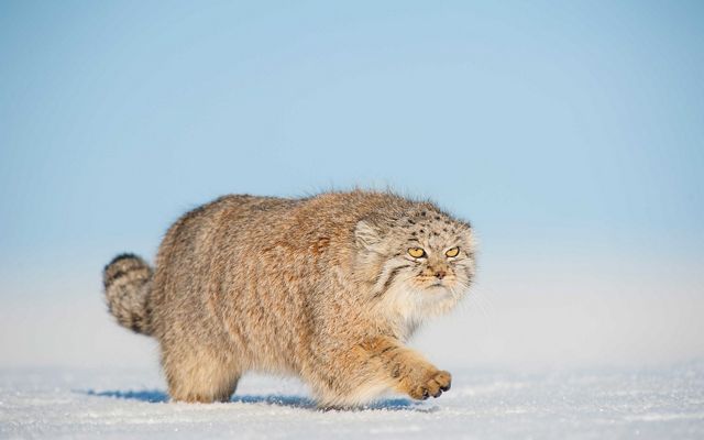 A Pallas's cat walking in snow in the Gobi Desert, Mongolia