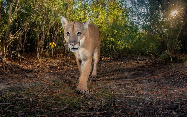 A Florida panther walks along a dirt path toward the camera.