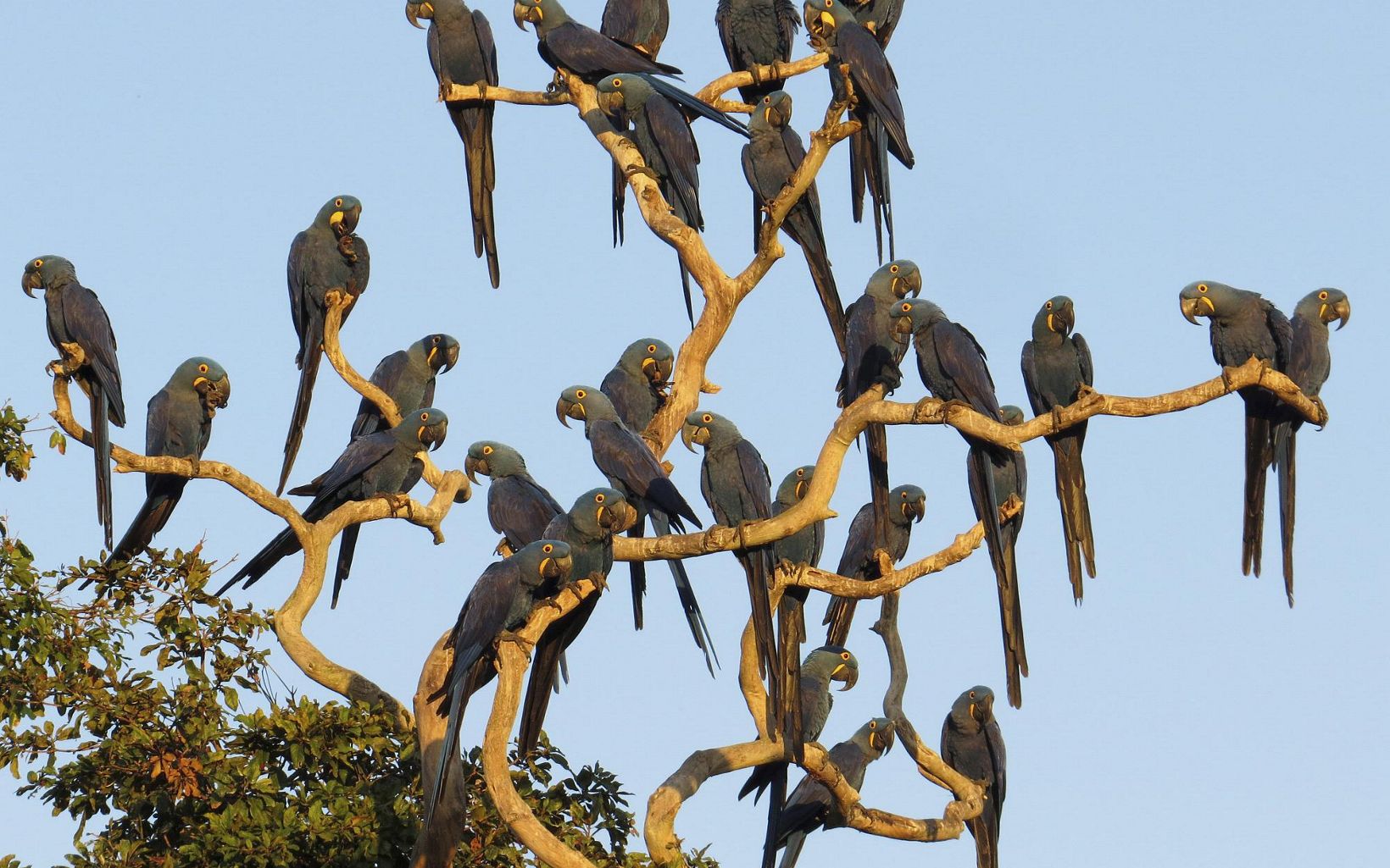 A large group of blue macaws sitting in a tree.