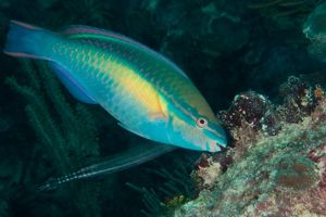 Parrotfish feeding on algae