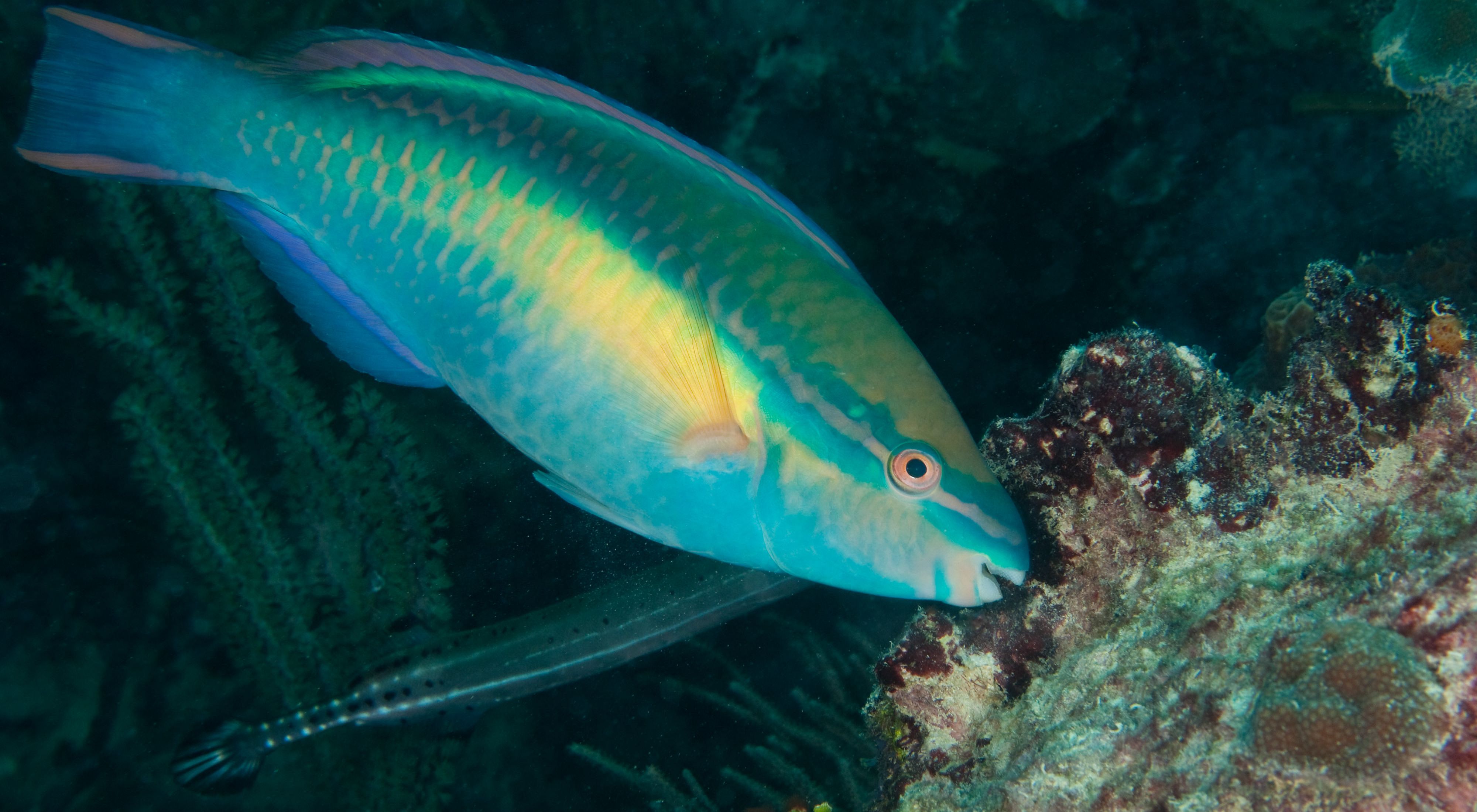 Princess parrotfish in Samaná Bay, Dominican Republic