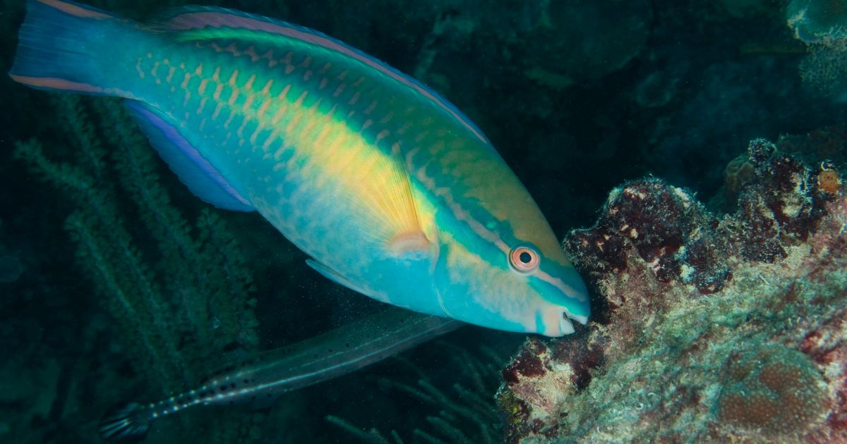Parrotfish | The Nature Conservancy