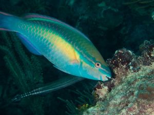 A close up of a parrotfish.