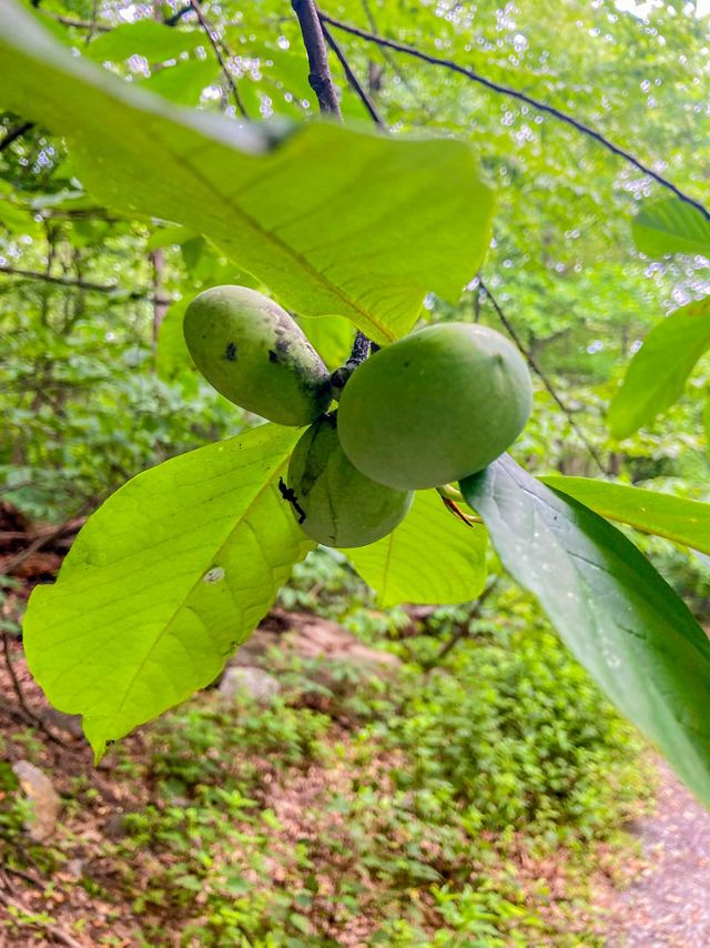 A cluster of three large green oval shaped fruits grow off of a tree branch.