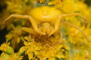 A crab spider on a yellow flower.