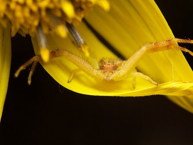 A crab spider.