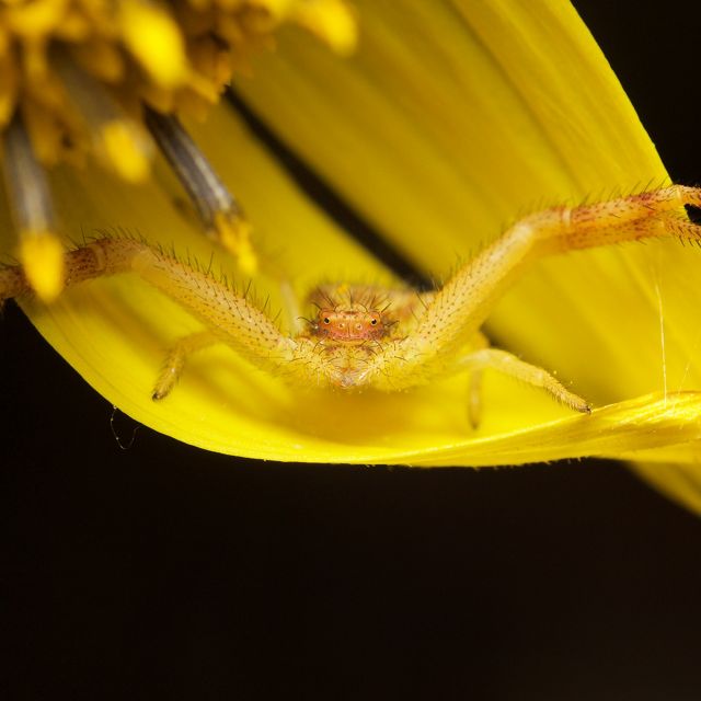 A yellow crab spider on a yellow flower.
