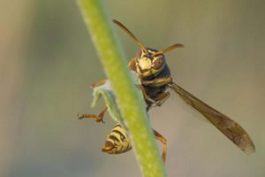 A wasp on a flower.