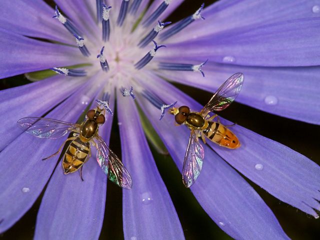 A hoverfly on a flower.