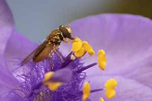 A hoverfly on spiderwort.